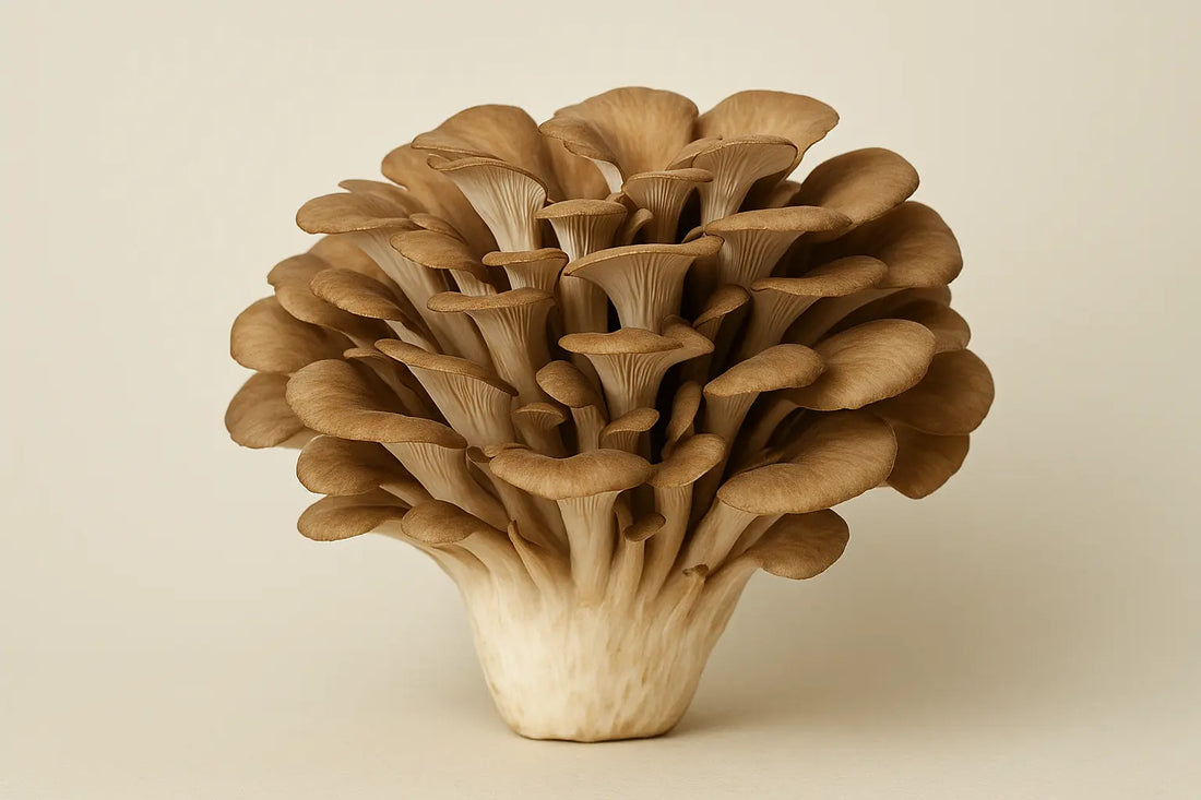 Майтаке - кралицата на гъбите за здраве и дълголетие