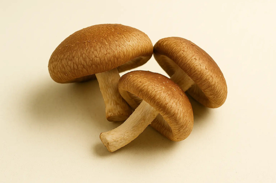 Шийтаке – кралят на лечебните гъби за сила и дълголетие