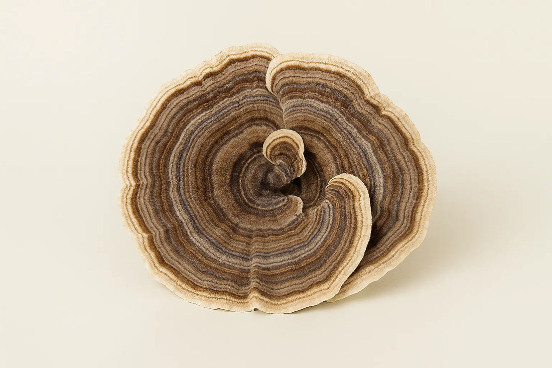 Пуешка опашка – пъстрата гъба за силен имунитет и здрави черва