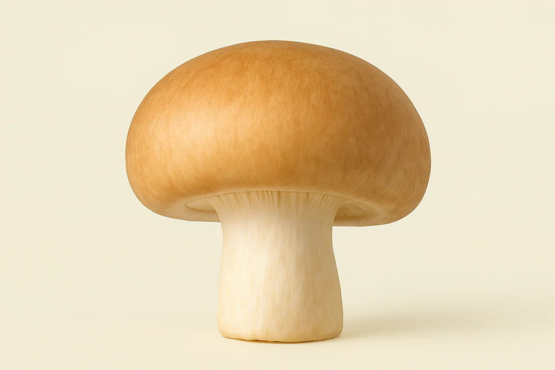 Кралска слънчева гъба – златният съюзник за здраве и жизненост