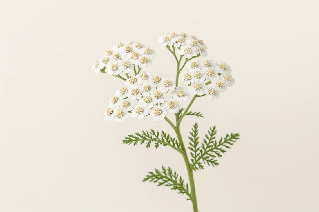 Бял равнец – древната билка за баланс, здраве и женско благополучие