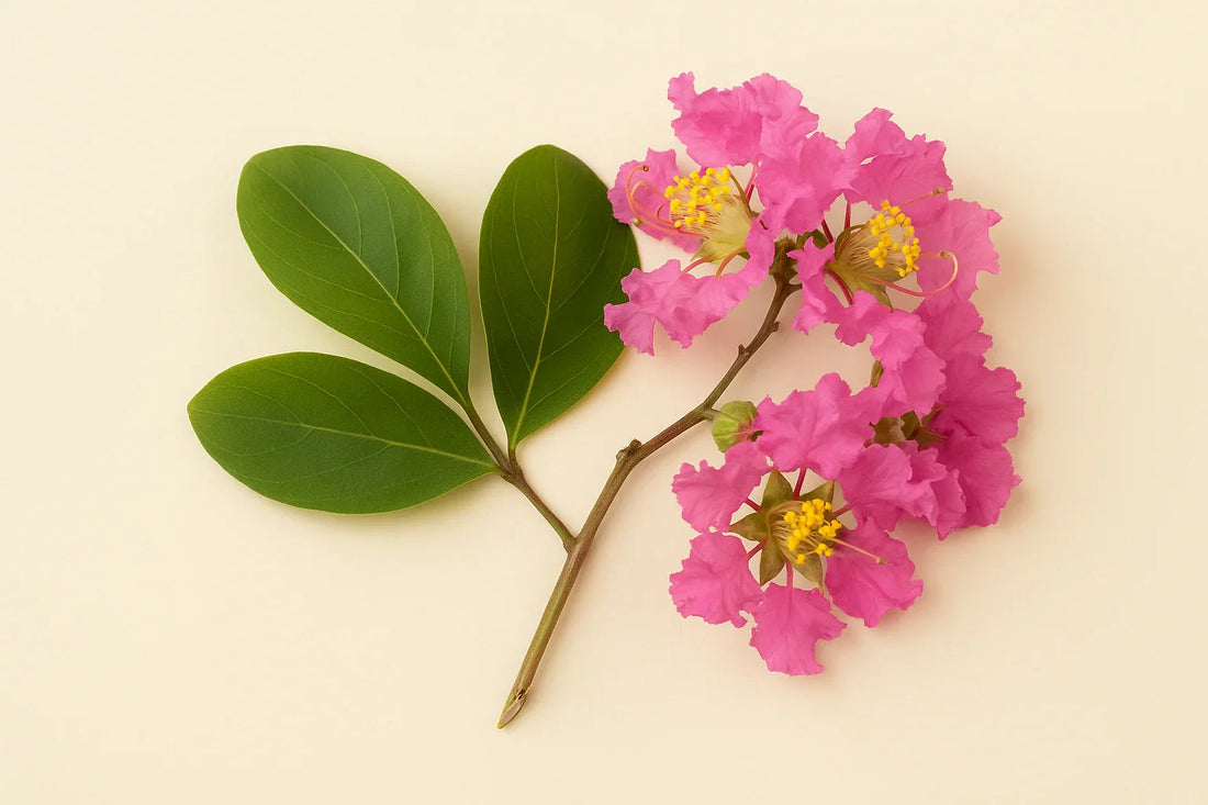 Банаба – природният помощник за баланс на кръвната захар