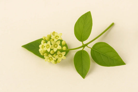 Гимнема – природният контрол за кръвната захар и апетита